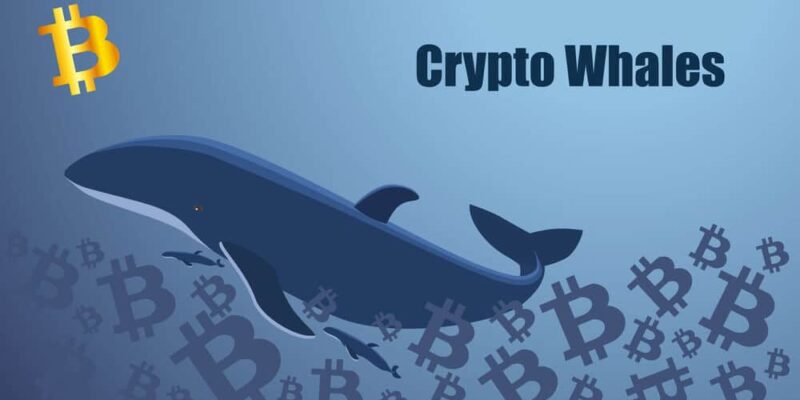Concept screen with crypto whale floating in the sea of bitcoins. Golden bitcoin icon. Template for website or news illustration. Blue background