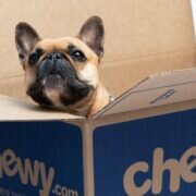 Chewy, In box with the pet-dog inside